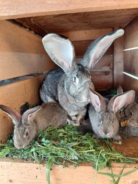 Iepuri Uriaș German -0771073798-