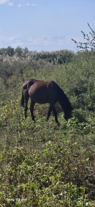 Продам лошадь за 450 000