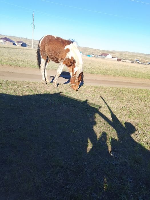 Тай тай ұрғашы еркек