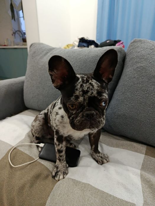 Продам щенка французский бульдог