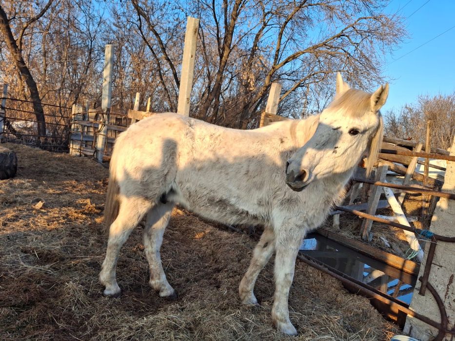 Продам кобылу 6 лет