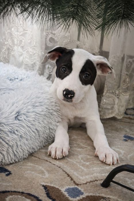 Продам девочку стаффорда