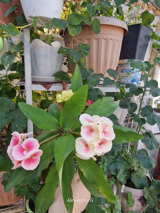 Молочай миля город Абай