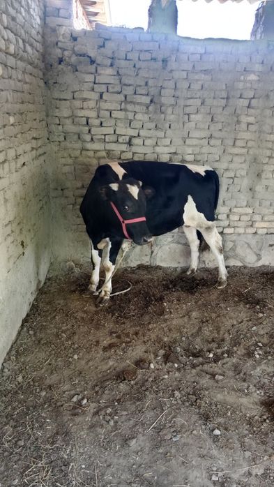 Tezda sotiladi Parodali buqa