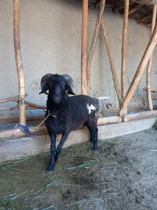 2dona boqilgan quchqor sotaman