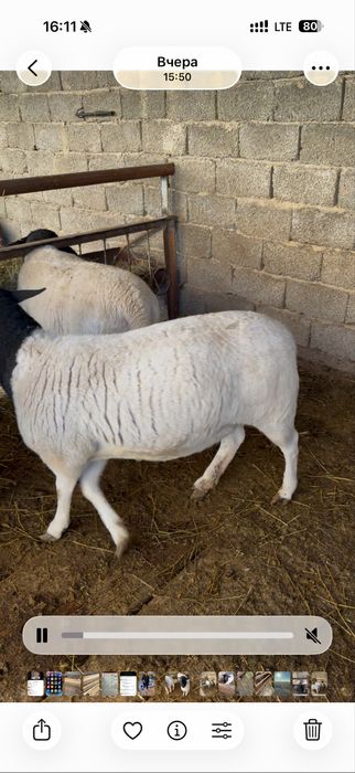 Наличными в кредит нету , дорпер африканские