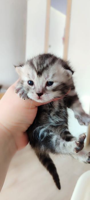 Бронь шотландских котят