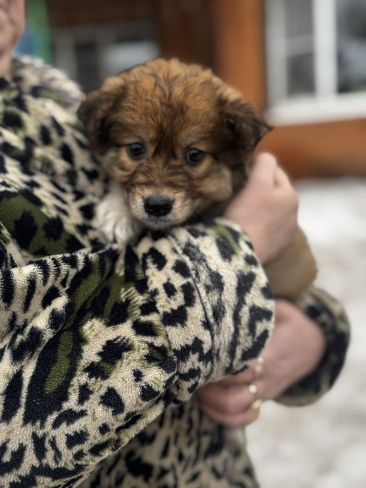 Щенок в добрые руки