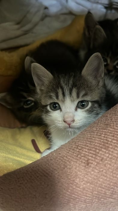 Отдадим котенка в добрые руки