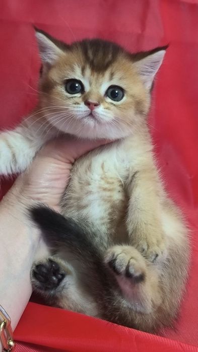 Продам котят вислоушек