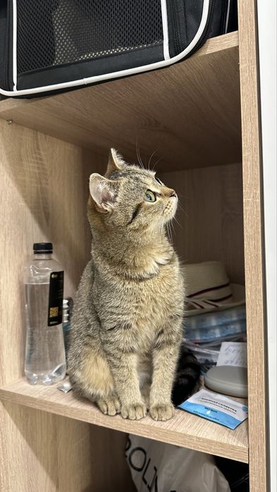 Кошечка в любящую семью