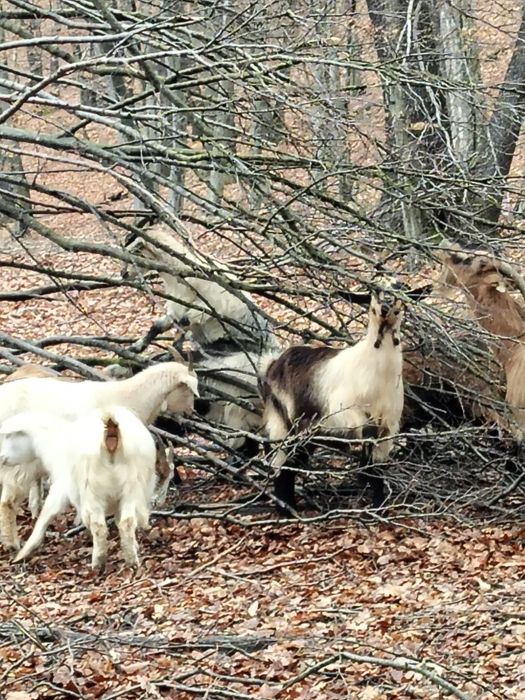 Vând 10 capre gestanta