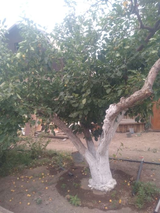 Дача в ТЭЦ 1 в хорошем состоянии