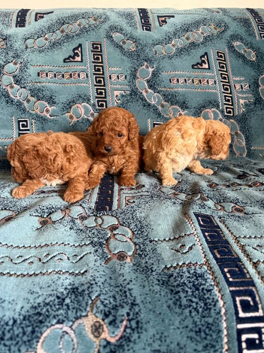 Той пудели момчета и момиче