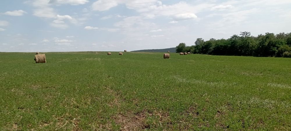 Baloți lucernă coasa a doua
