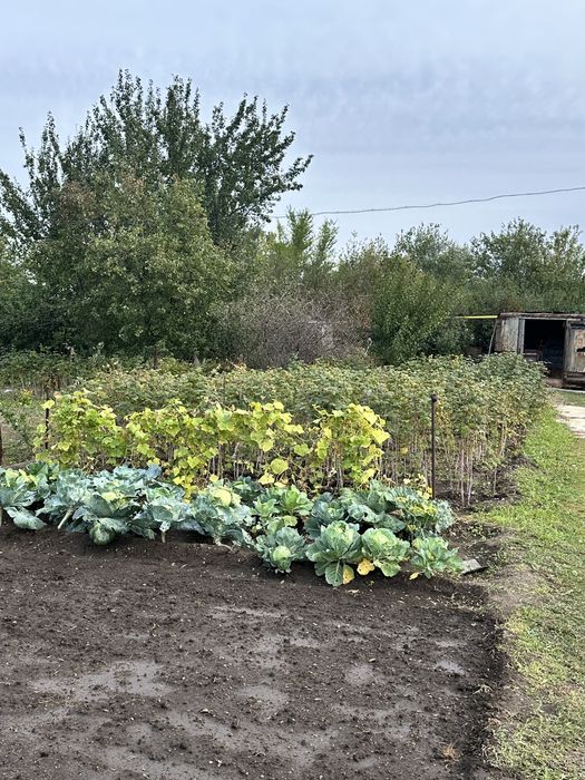 Продам дачу ск автомобилист