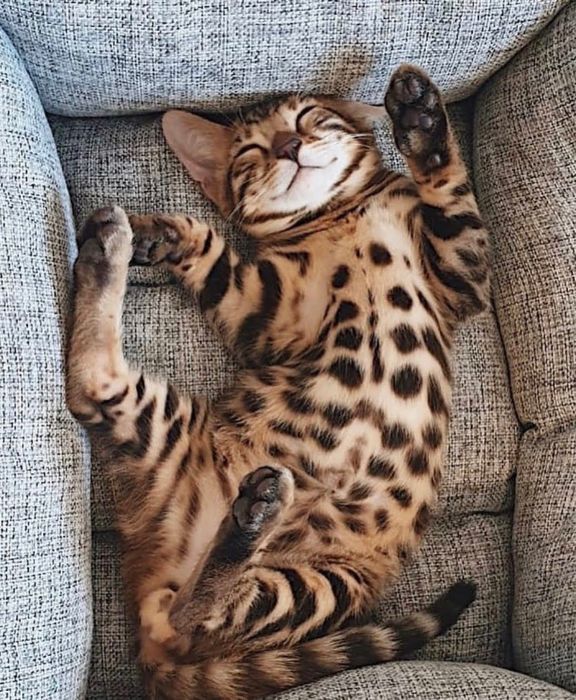 Бенгалско коте, момче, момиче