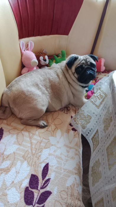 Девочка мопс для случки