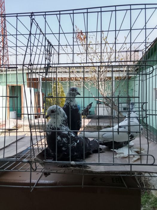 Голуби тараз продам