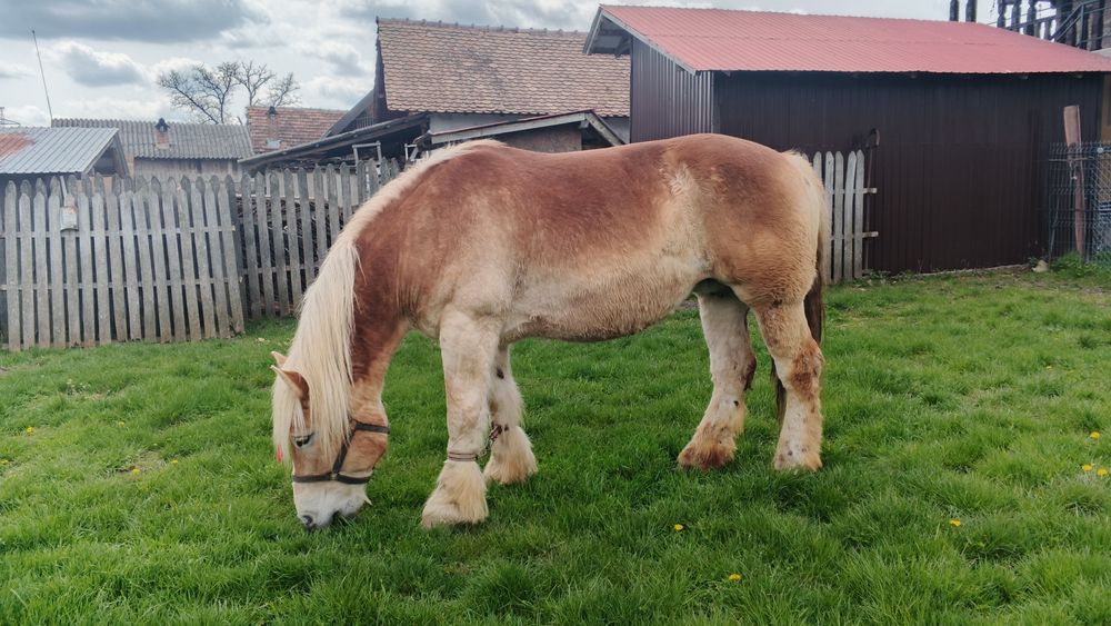 Vând iapa gestanta foarte mare