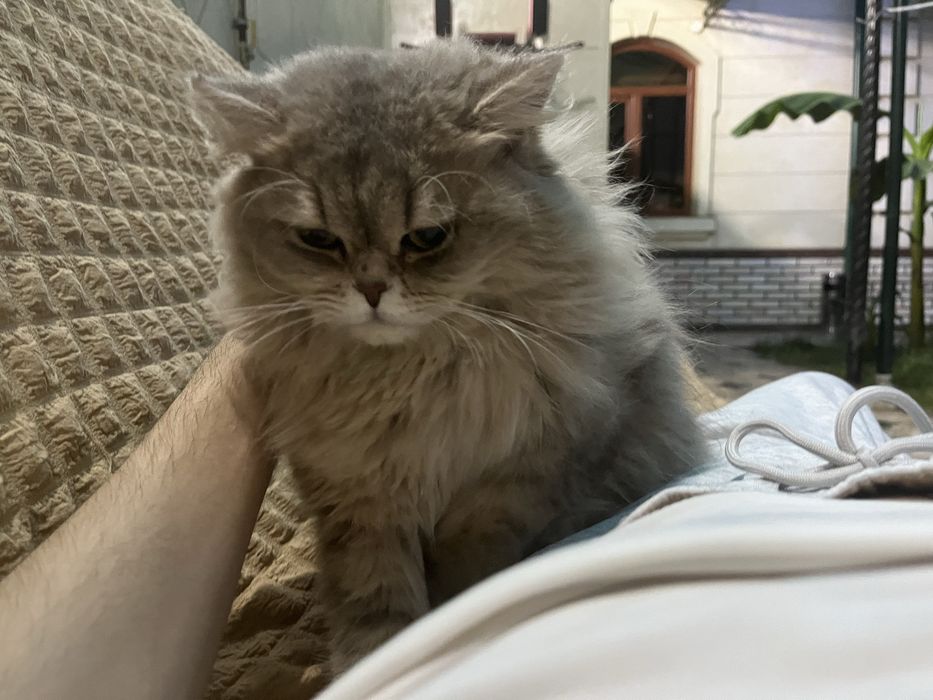 Кошка хайленд золотая