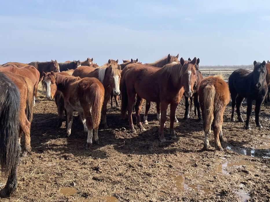 Продам жеребцов 25 голов