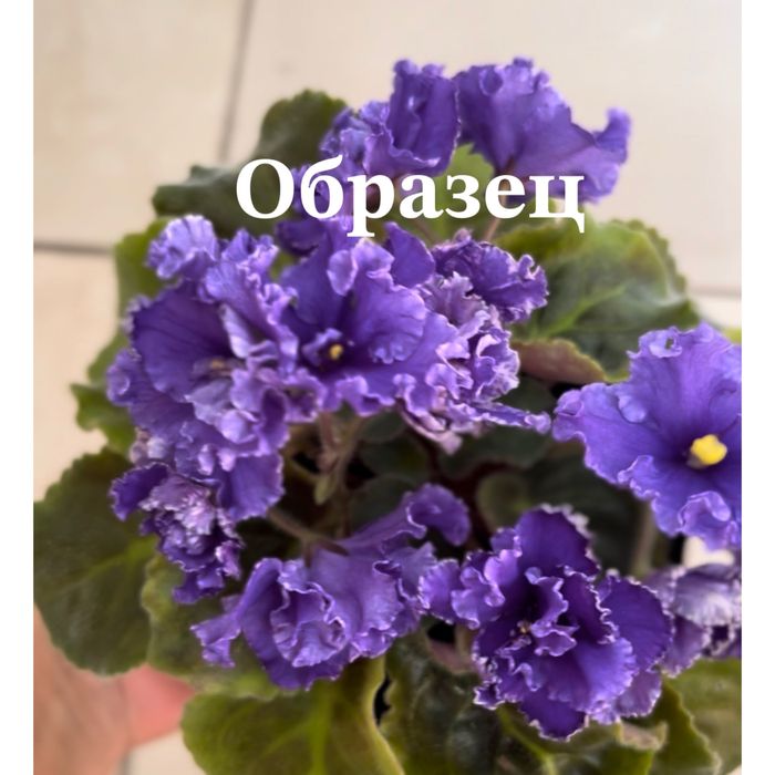 Фиалка сине-фиолетовая