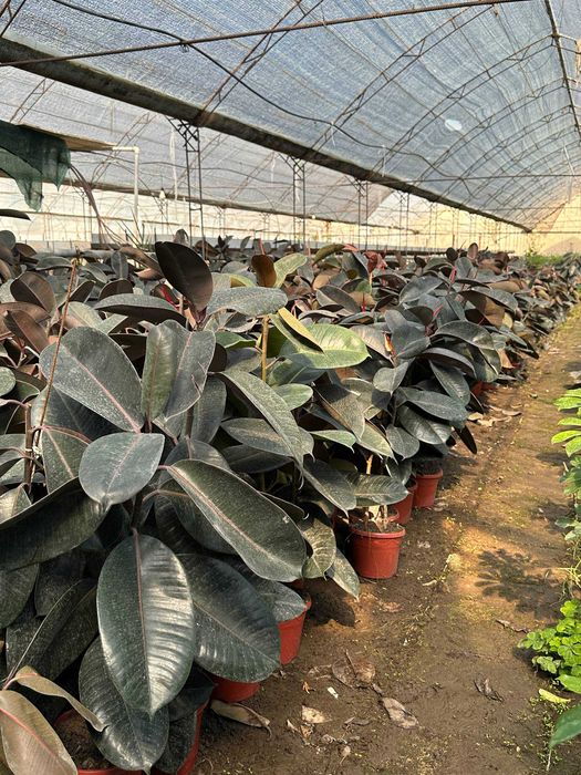 Фикус малочай кала алое гуллари