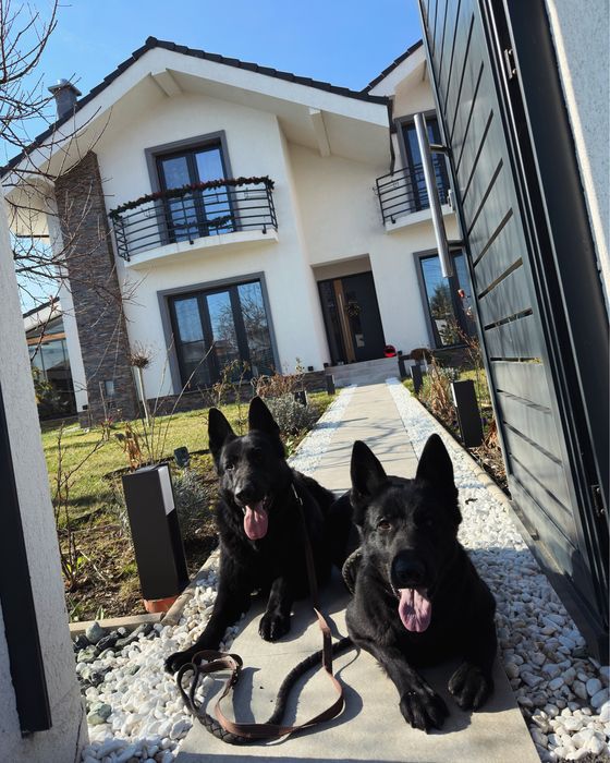 Dresaj canin / educație canina la domiciliu