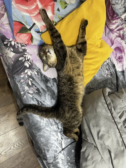 отдам кота в добрые руки