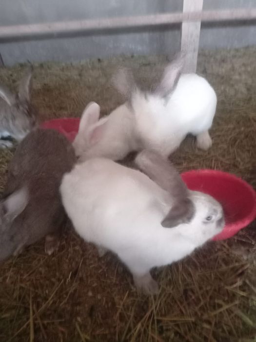 Кролики годовалые