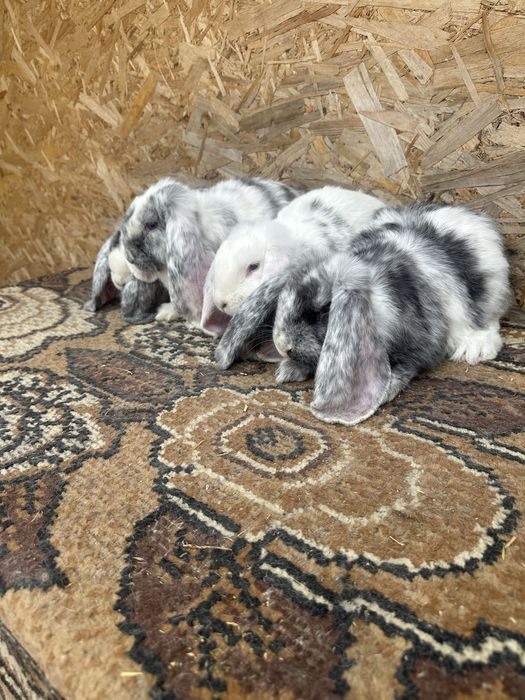 Iepuri berbec german