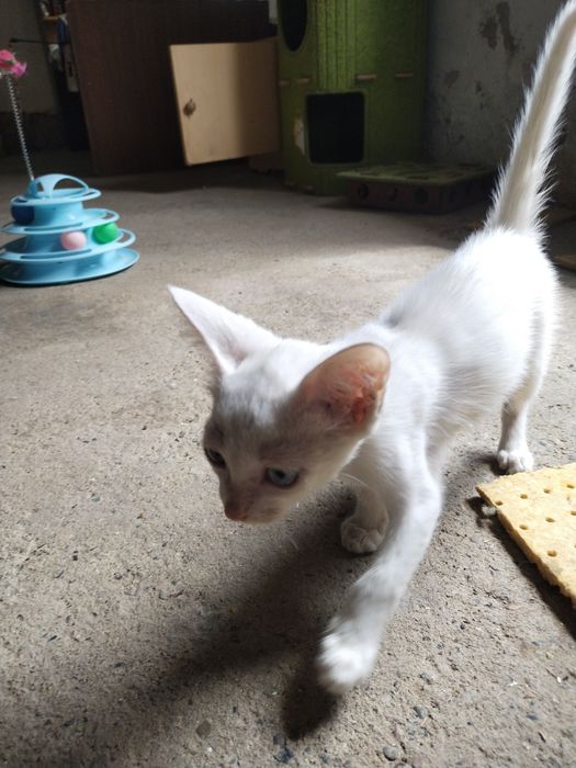 Котята в хорошие руки