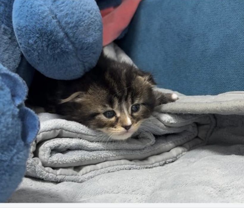 Продам шотландского вислоухого