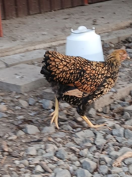Vând găini gsg ,din luna Aprilie