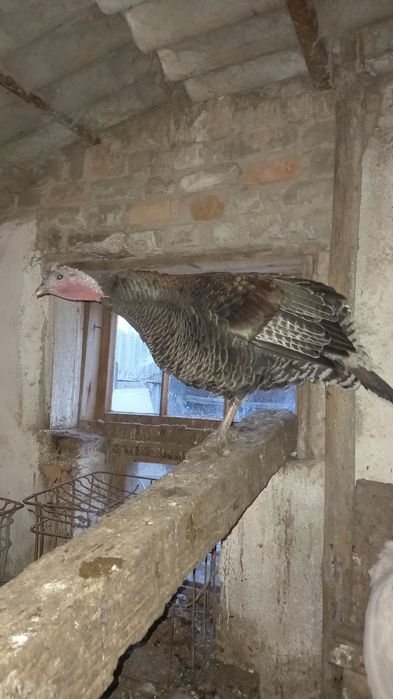 Индюшки девочки продам