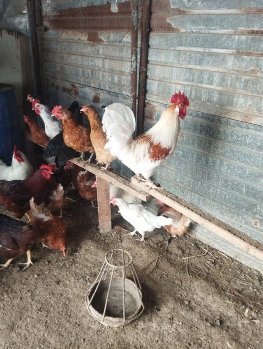 питухи 5 шт молодые Атырау.