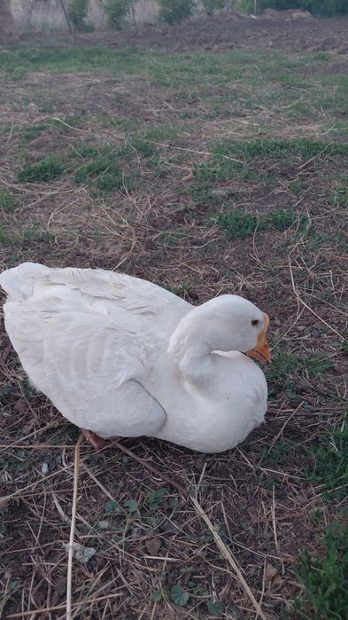 Продам гусыню, чистая линда.
