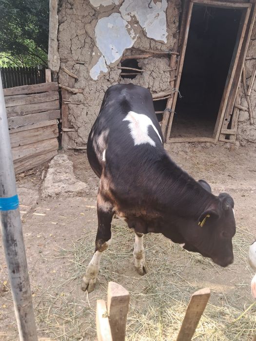 Vând vița de 5 luni