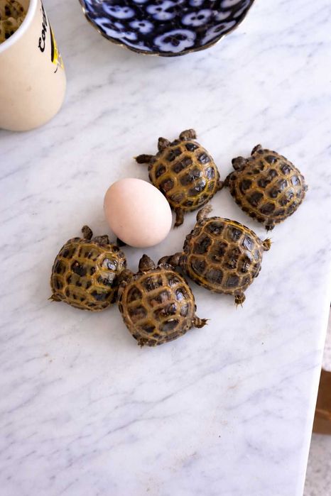 Toshbaqa черепаха 2 tadan soariladi donasi