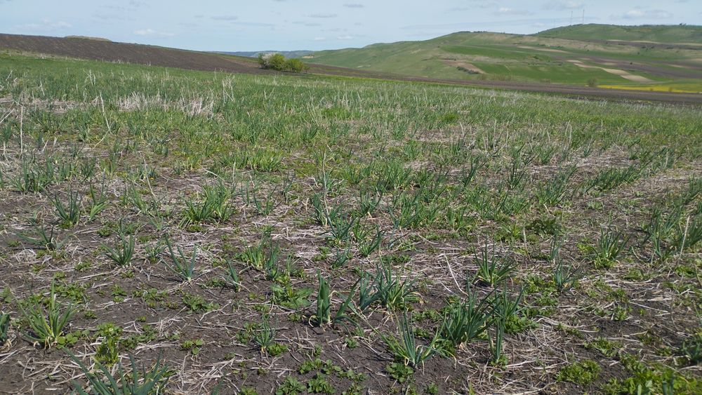 Ceapă verde in localitatea Frata