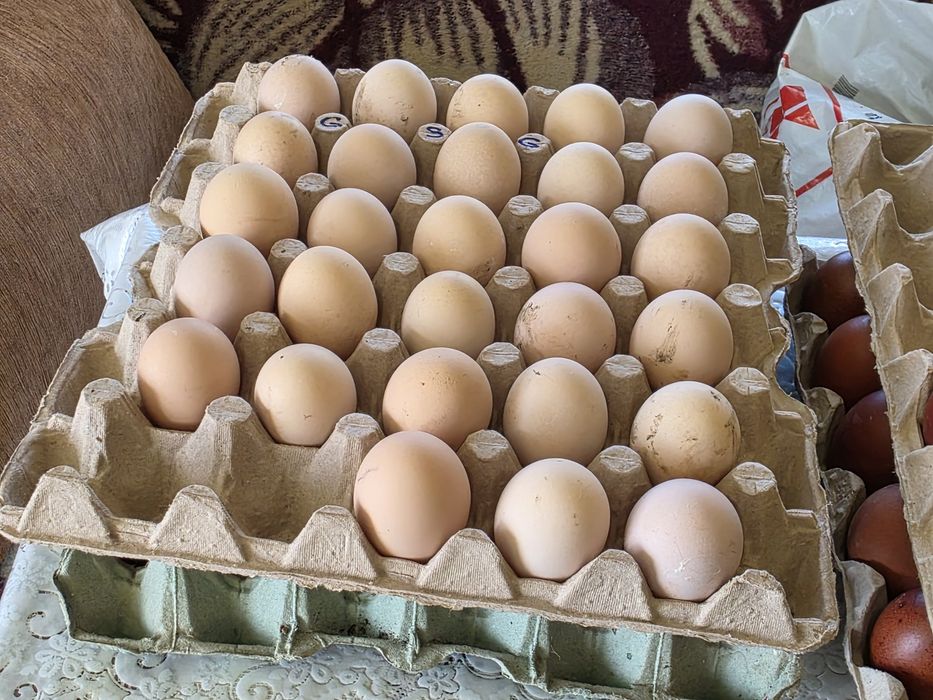 Ouă incubat rasă New hampshire