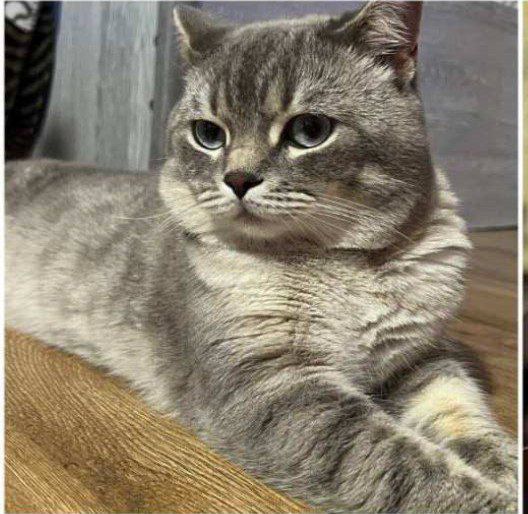 Вяскага тоза мушук бор