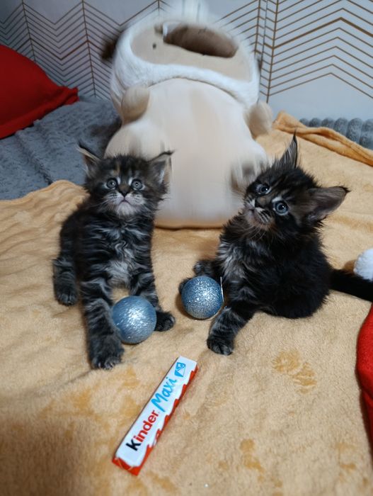 Готовятся к продаже котята Мейн-куна