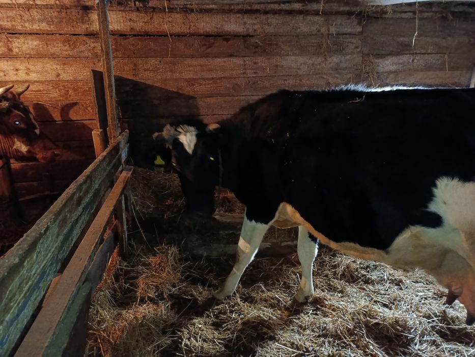 Продам дойных коров