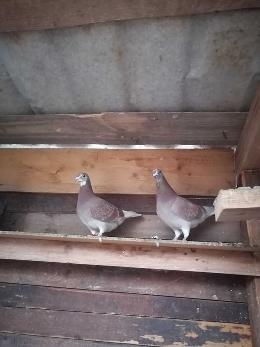 Porumbei voiajori rosi