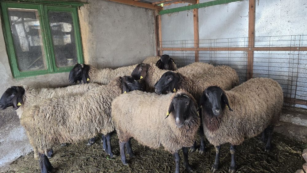 Vând 5 oi și 1 berbec