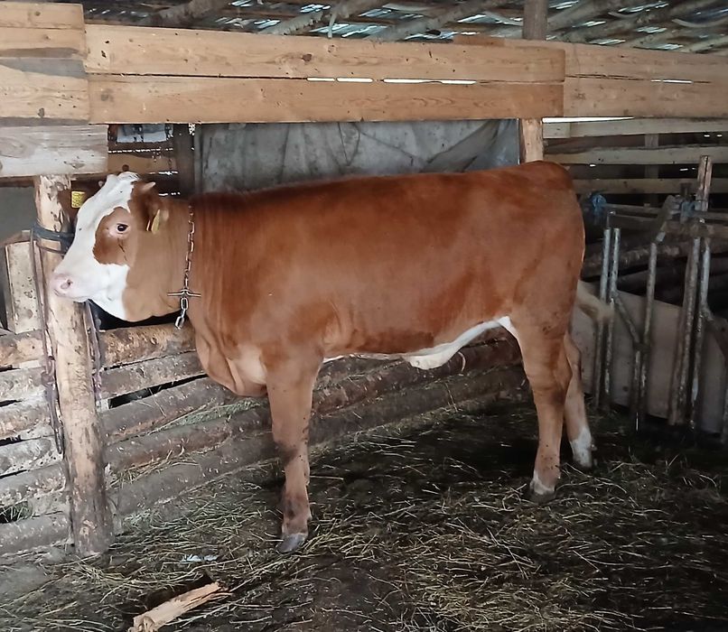 Vițea de vânzare de 7 luni din vacă bună de lapte