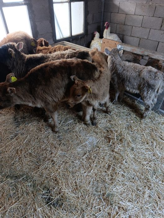 Продаются тёлки и бычок