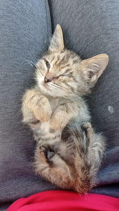 Отдам котят в ответственные руки